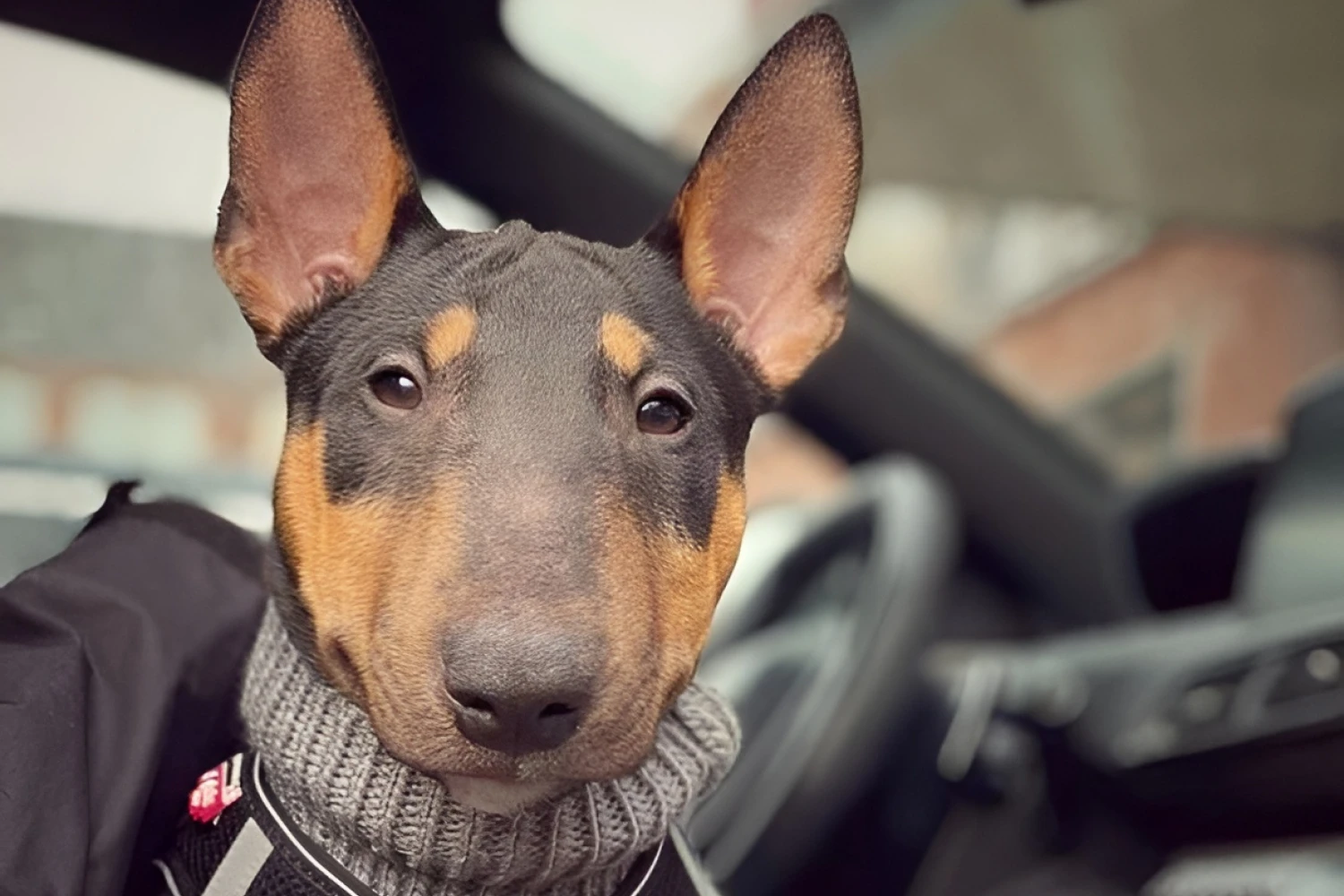 Honda HR-V Dog Car Seat for Miniature Bull Terriers