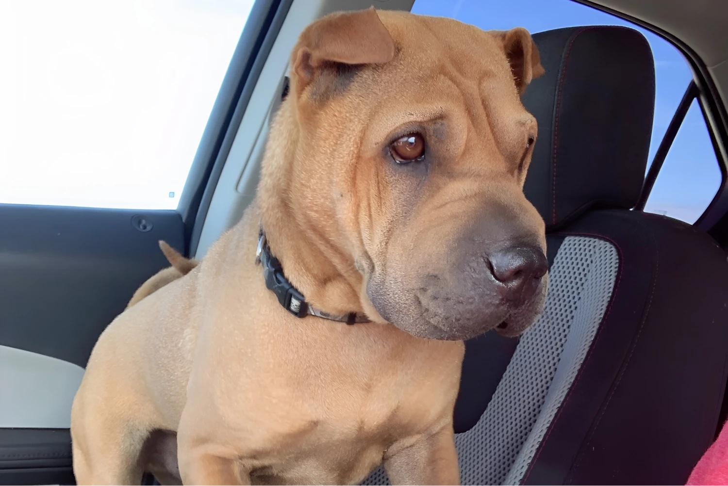 Kia Telluride Dog Car Seat for Shar-Pei