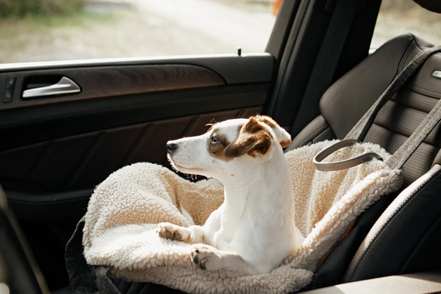 Volkswagen Tiguan Dog Carrier Car Seat for Welsh Terrier